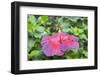 Night Fire, Hibiscus, Usa-Lisa S Engelbrecht-Framed Photographic Print