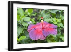 Night Fire, Hibiscus, Usa-Lisa S Engelbrecht-Framed Photographic Print