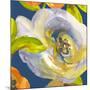 Night Flower II-Sandra Jacobs-Mounted Giclee Print