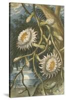 Night-Flowering Cactus, c.1874-null-Stretched Canvas