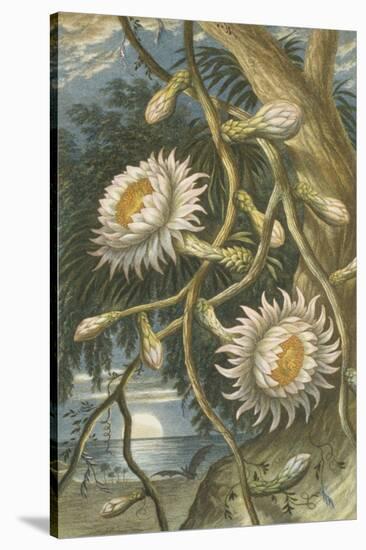 Night-Flowering Cactus, c.1874-null-Stretched Canvas