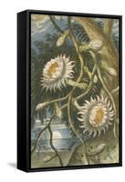 Night-Flowering Cactus, c.1874-null-Framed Stretched Canvas