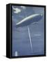 Night Flying-null-Framed Stretched Canvas