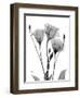 Night Gentian 1-Albert Koetsier-Framed Art Print