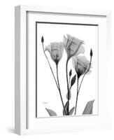 Night Gentian 1-Albert Koetsier-Framed Art Print