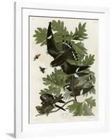 Night Hawk-null-Framed Giclee Print