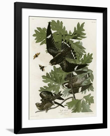 Night Hawk-null-Framed Giclee Print