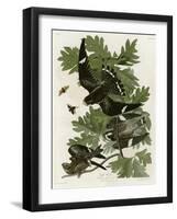 Night Hawk-null-Framed Giclee Print