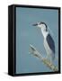 Night Heron (Nycticorax Nycticorax) on Branch, Lake Kerkini, Macedonia, Greece, May 2009-Widstrand-Framed Stretched Canvas