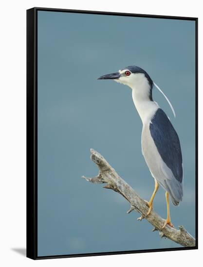 Night Heron (Nycticorax Nycticorax) on Branch, Lake Kerkini, Macedonia, Greece, May 2009-Widstrand-Framed Stretched Canvas