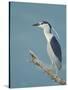 Night Heron (Nycticorax Nycticorax) on Branch, Lake Kerkini, Macedonia, Greece, May 2009-Widstrand-Stretched Canvas