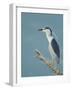 Night Heron (Nycticorax Nycticorax) on Branch, Lake Kerkini, Macedonia, Greece, May 2009-Widstrand-Framed Photographic Print