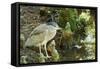 Night Heron;-Gary Carter-Framed Stretched Canvas