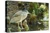 Night Heron;-Gary Carter-Stretched Canvas