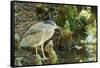 Night Heron;-Gary Carter-Framed Stretched Canvas