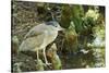 Night Heron;-Gary Carter-Stretched Canvas