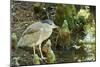 Night Heron;-Gary Carter-Mounted Photographic Print