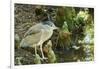 Night Heron;-Gary Carter-Framed Photographic Print