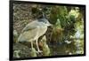 Night Heron;-Gary Carter-Framed Photographic Print