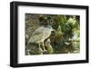 Night Heron;-Gary Carter-Framed Photographic Print