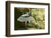 Night Heron;-Gary Carter-Framed Photographic Print