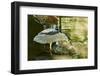 Night Heron;-Gary Carter-Framed Photographic Print