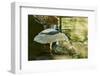 Night Heron;-Gary Carter-Framed Photographic Print