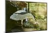 Night Heron;-Gary Carter-Mounted Photographic Print