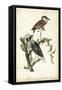 Night Heron-John James Audubon-Framed Stretched Canvas