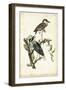 Night Heron-John James Audubon-Framed Art Print