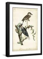 Night Heron-John James Audubon-Framed Art Print