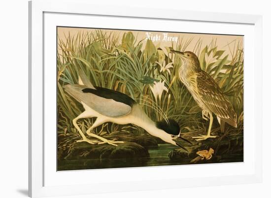 Night Heron-John James Audubon-Framed Premium Giclee Print