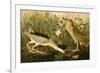 Night Heron-John James Audubon-Framed Premium Giclee Print