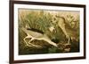 Night Heron-John James Audubon-Framed Premium Giclee Print