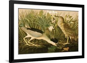 Night Heron-John James Audubon-Framed Premium Giclee Print