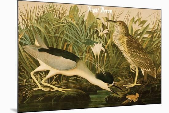 Night Heron-John James Audubon-Mounted Premium Giclee Print