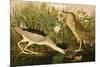 Night Heron-John James Audubon-Mounted Premium Giclee Print