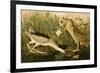 Night Heron-John James Audubon-Framed Art Print