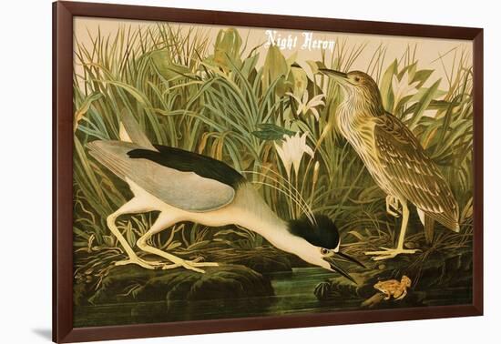 Night Heron-John James Audubon-Framed Art Print