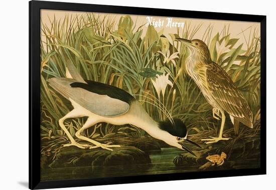 Night Heron-John James Audubon-Framed Art Print