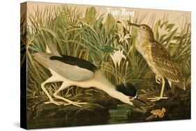 Night Heron-John James Audubon-Stretched Canvas