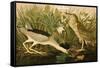 Night Heron-John James Audubon-Framed Stretched Canvas
