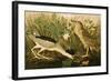 Night Heron-John James Audubon-Framed Art Print