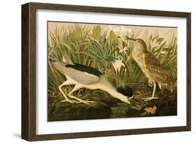 Night Heron-John James Audubon-Framed Art Print