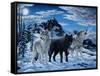 Night Howl-Jeff Tift-Framed Stretched Canvas