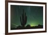 Night in the Desert-DLILLC-Framed Photographic Print