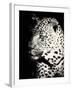 Night Leopard-Wink Gaines-Framed Giclee Print