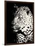 Night Leopard-Wink Gaines-Framed Giclee Print