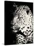 Night Leopard-Wink Gaines-Stretched Canvas