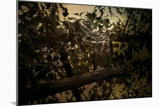 Night of the Owl 3-Jai Johnson-Mounted Giclee Print